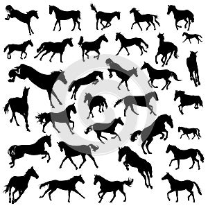 Horses silhouette