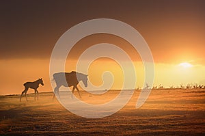 Horses silhouette at sunset