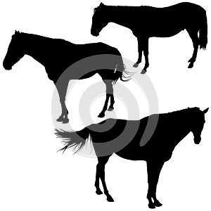 Horses Silhouettes