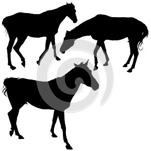 Horses Silhouettes