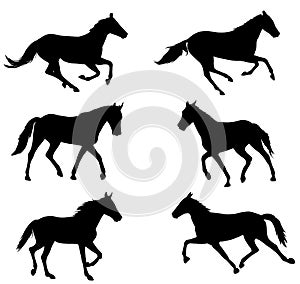 Horses silhouettes collection