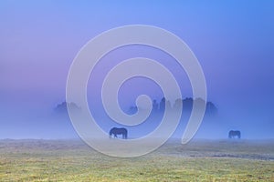 Horses silhouettes in dense fog grazing