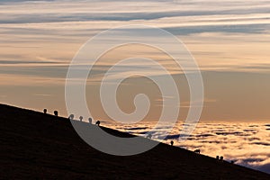 Horses silhouettes on a mountain over a sea of fog at sunset, with beautiful warm colors