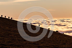 Horses silhouettes on a mountain over a sea of fog at sunset, with beautiful warm colors