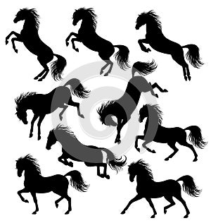 Horses silhouettes photo