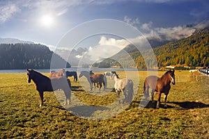 Horses in Silvaplana