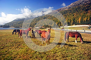 Horses in Silvaplana