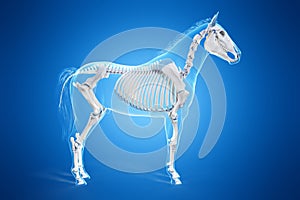 A horses skeleton