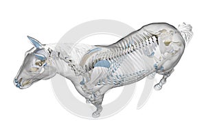 a horses skeleton