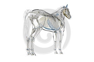 a horses skeleton