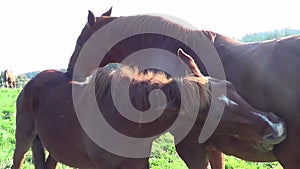 Horses skin care. Horse friends scratch each other