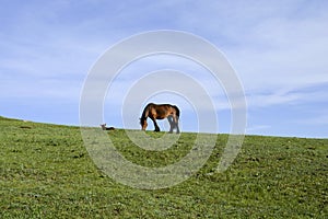 Horses and sky and green grass