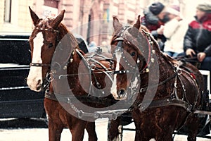 horses in sleigh ride in winter snowy city street in europe. sightseeing tourism attraction. carriage riding