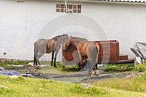 Horses and small carriage on the backside of a house.