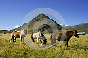 Horses in Snaefellsnes photo