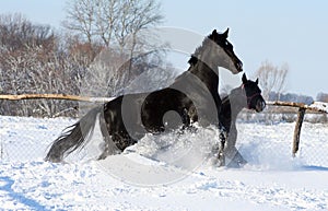 Horses in the snow