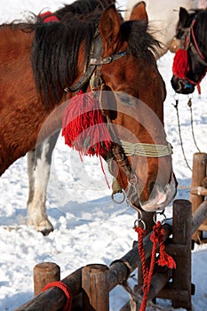 Horses in the snow