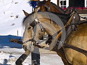 Horses in the snow