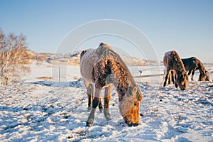 Horses on the Snow Field in Bashang, Inner Mongolia, China