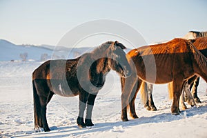 Horses on the Snow Field in Bashang, Inner Mongolia, China