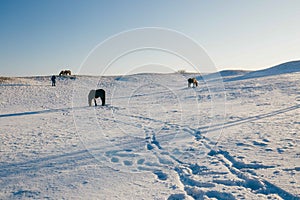 Horses on the Snow Field in Bashang, Inner Mongolia, China