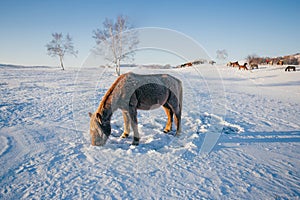 Horses on the Snow Field in Bashang, Inner Mongolia, China