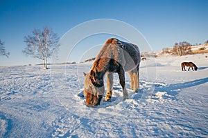 Horses on the Snow Field in Bashang, Inner Mongolia, China