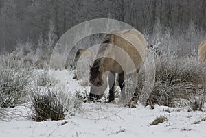 Horses in the snow (paard in de sneeuw)