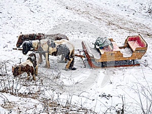 Horses at the snow in Serbia