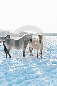 Horses in snowvy pasture looking past the viewer to the distance