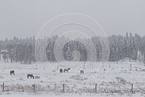 Horses in a snowy field