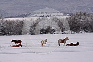Horses in the Snowy Field