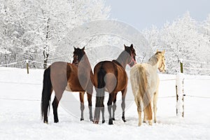 Horses on the snowy meadow