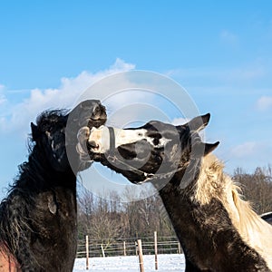 Horses snuggling together on snow-covered paddock in winter. Black horse and dark brown horse with white whiteness and blond mane