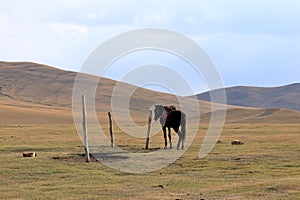 Horses, Song Kol Lake, Naryn province, Kyrgyzstan, Central Asia