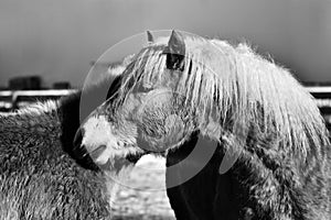 Horses south tirol