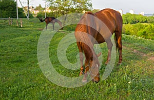 Horses on a spring pasture