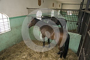 Horses in stable