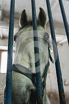 horses stable animals farm equestrian stallion brown head ranch portrait equine mare nature white barn rural paddock