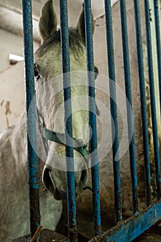 horses stable animals farm equestrian stallion brown head ranch portrait equine mare nature white barn rural paddock