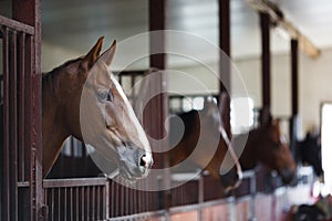 Horses in the stable