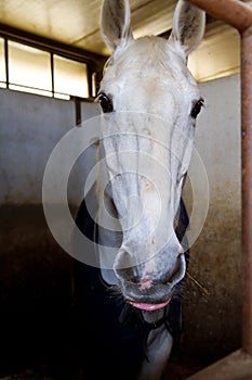 Horses in stable