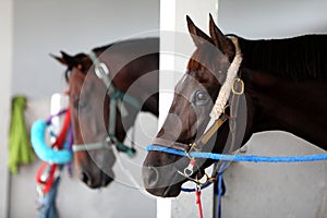 Horses at the stables at box stall
