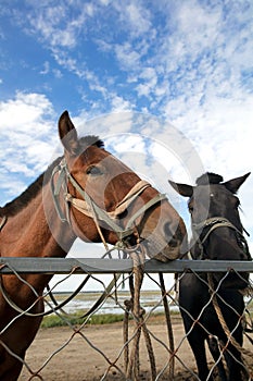 Horses in the stables of an outdoor farm in northern China