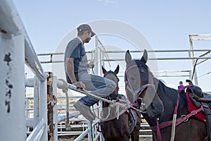 Horses in a stadium, Calgary