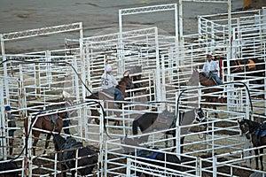 Horses in stalls, Calgary Stampede