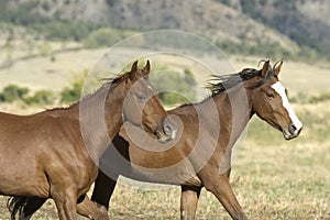 Horses stampede