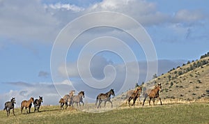 Horses stampeding