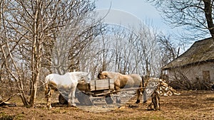 Horses stand and eat from a cart, wooden dray in a backyard, vintage spring countryside landscape, retro rural house