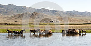 Horses Stand in a River